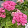 Pelargonium 'Australien Pink Rosebud' - Pelargoon 'Australien Pink Rosebud' P9/0,55L